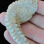 Zipper Oyster half from Madagascar 18.1-24.7g Rocks and Things