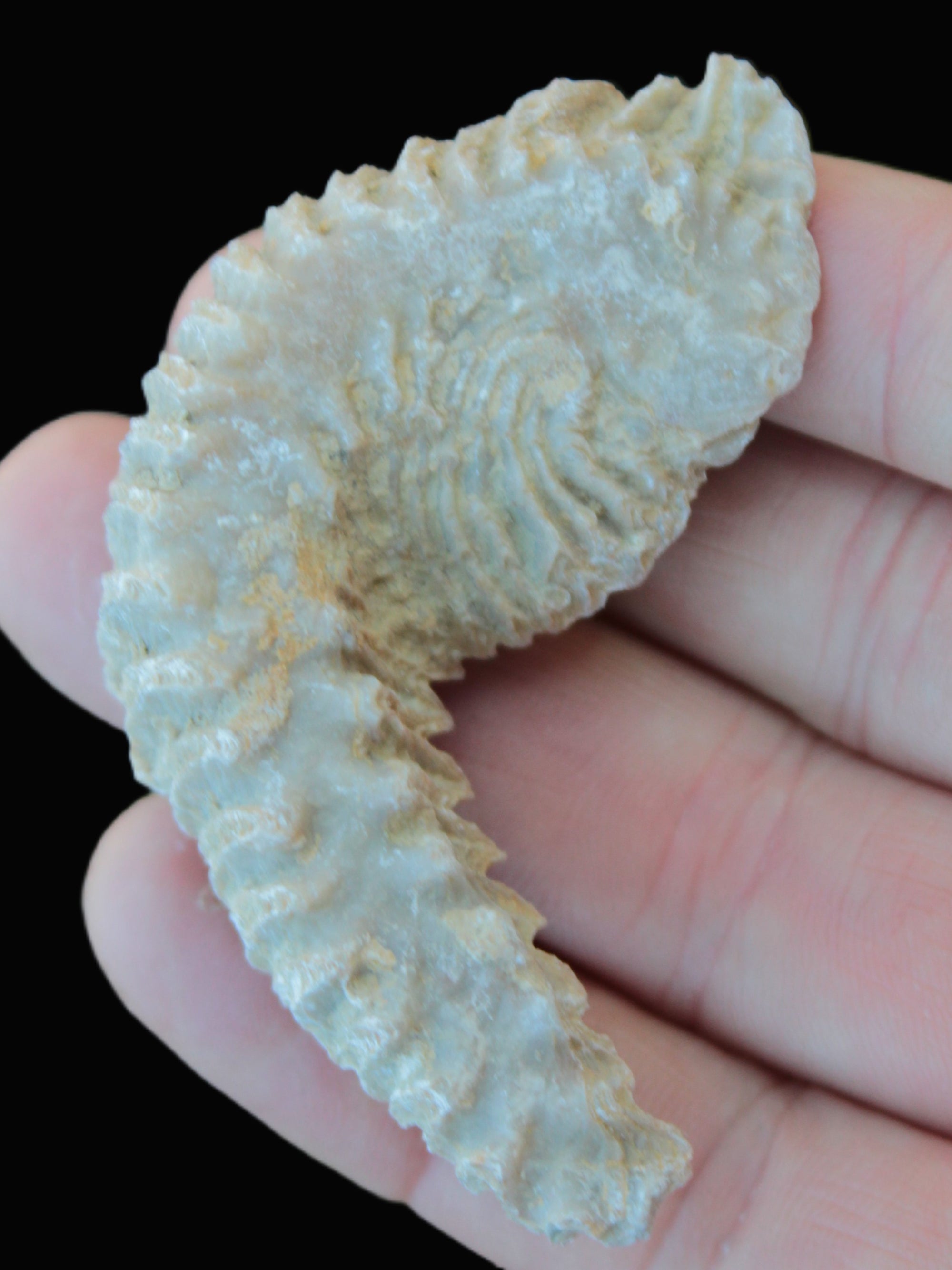 Zipper Oyster half from Madagascar 18.1-24.7g Rocks and Things