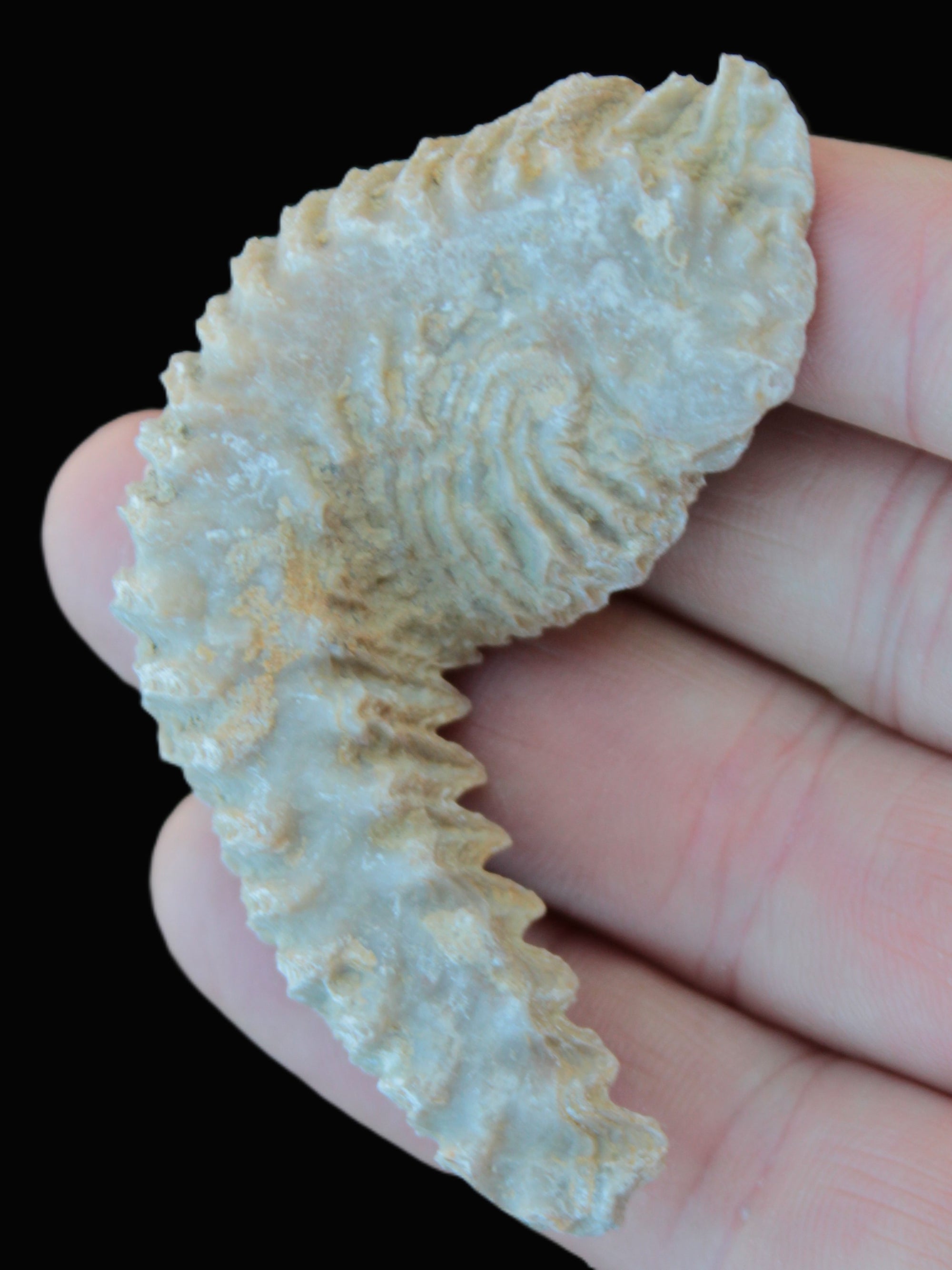 Zipper Oyster half from Madagascar 18.1-24.7g Rocks and Things