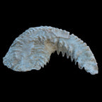 Zipper Oyster half from Madagascar 38g in sunlight - Rocks and Things Store