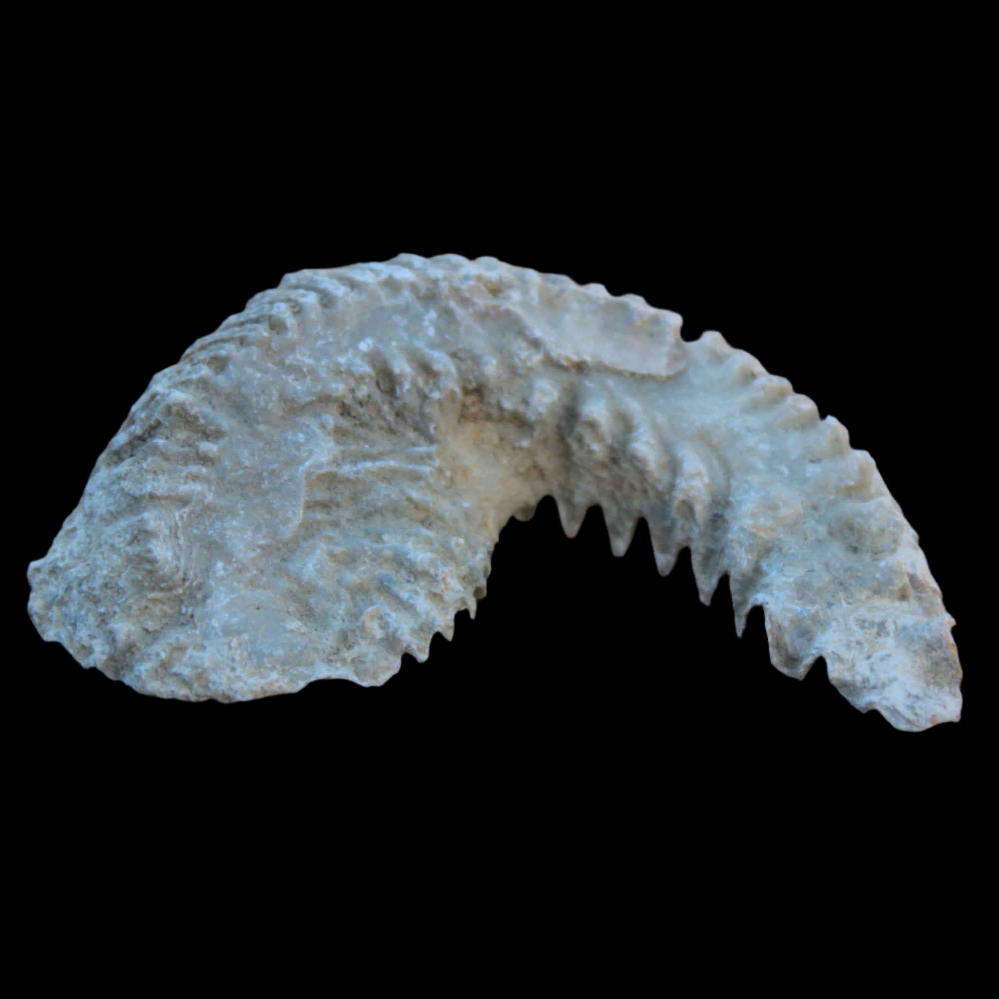 Zipper Oyster half from Madagascar 38g in sunlight - Rocks and Things Store