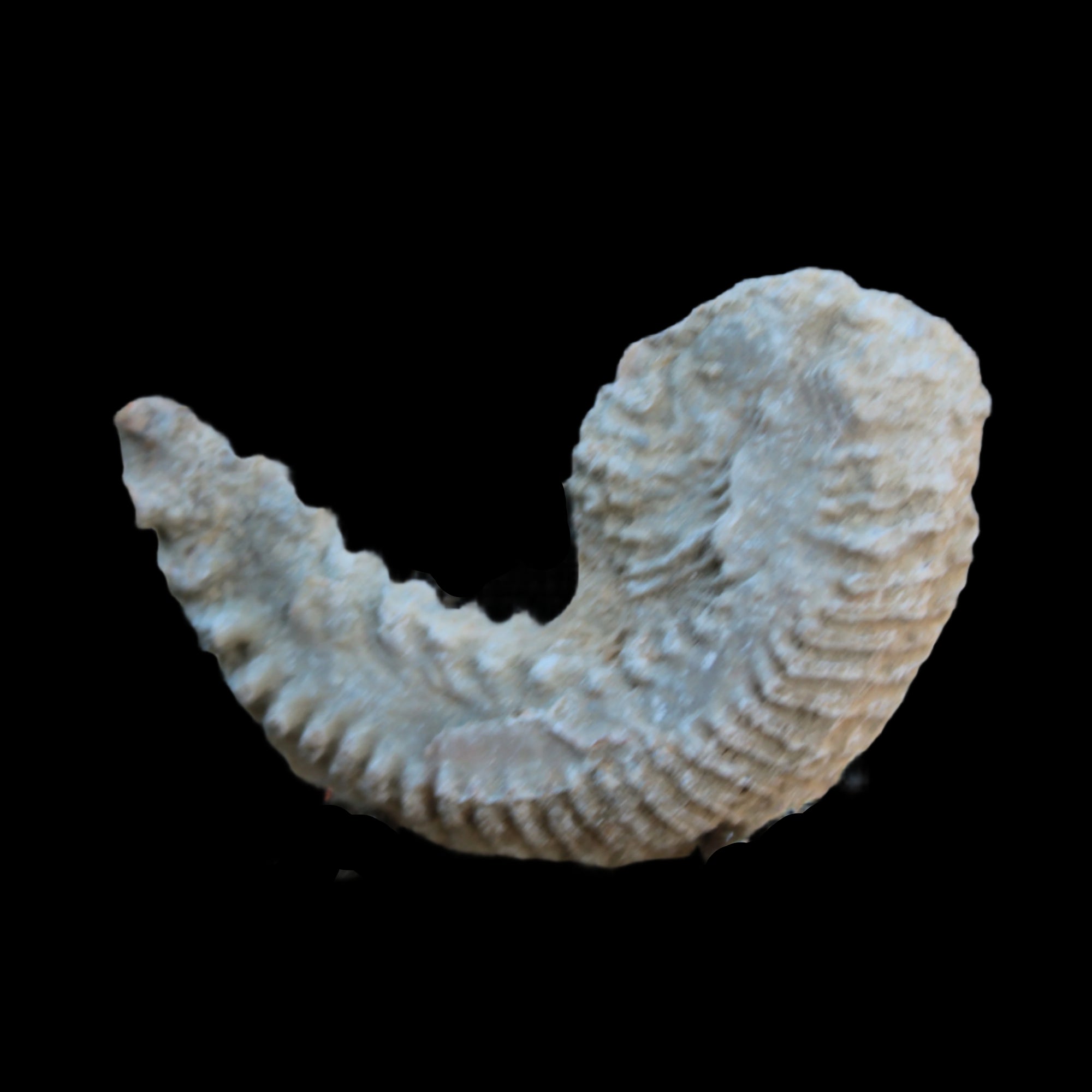 Zipper Oyster half from Madagascar 38g in sunlight - Rocks and Things Store