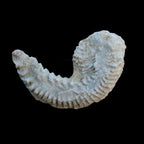 Zipper Oyster half from Madagascar 38g in sunlight - Rocks and Things Store