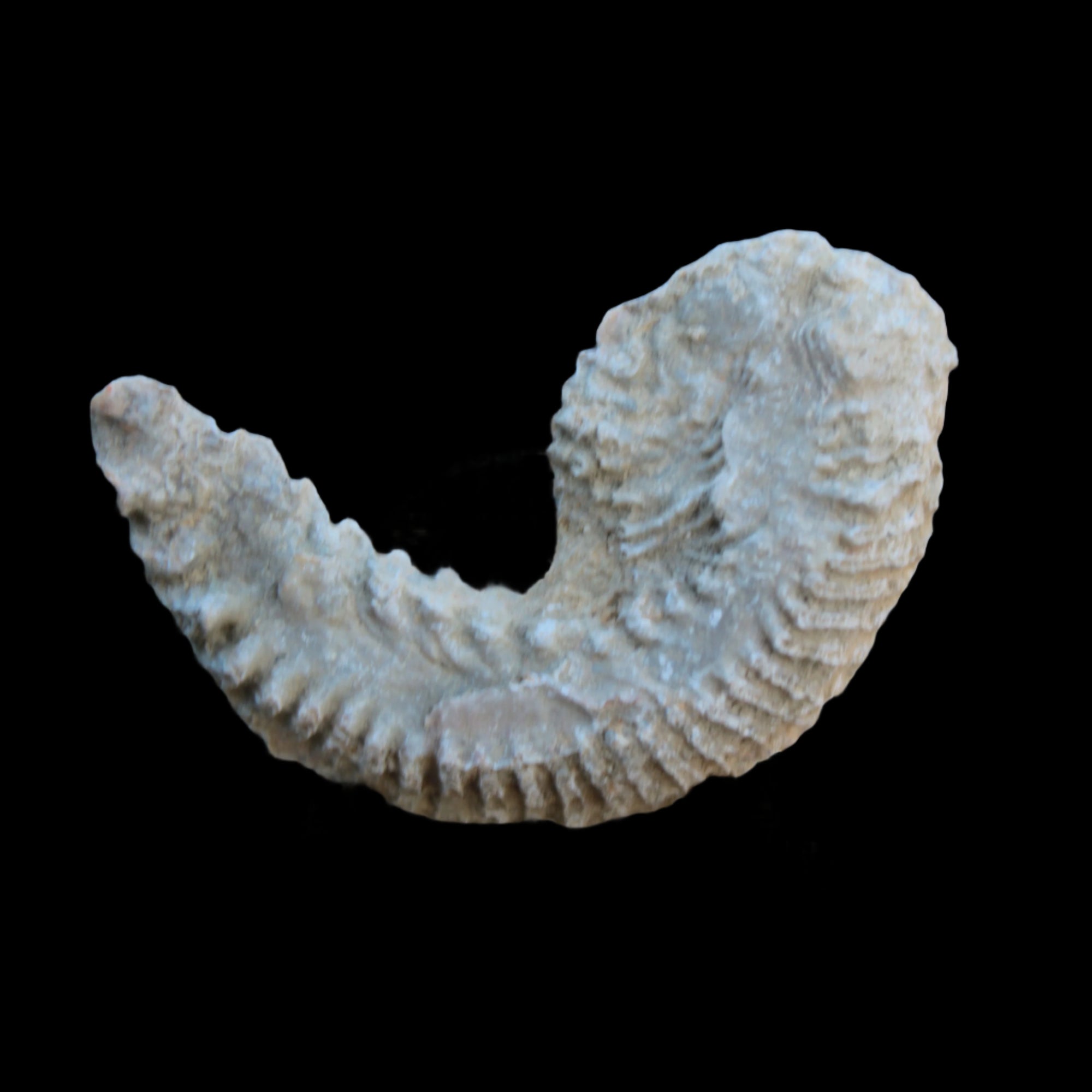 Zipper Oyster half from Madagascar 38g in sunlight - Rocks and Things Store
