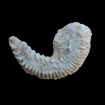 Zipper Oyster half from Madagascar 38g in sunlight - Rocks and Things Store