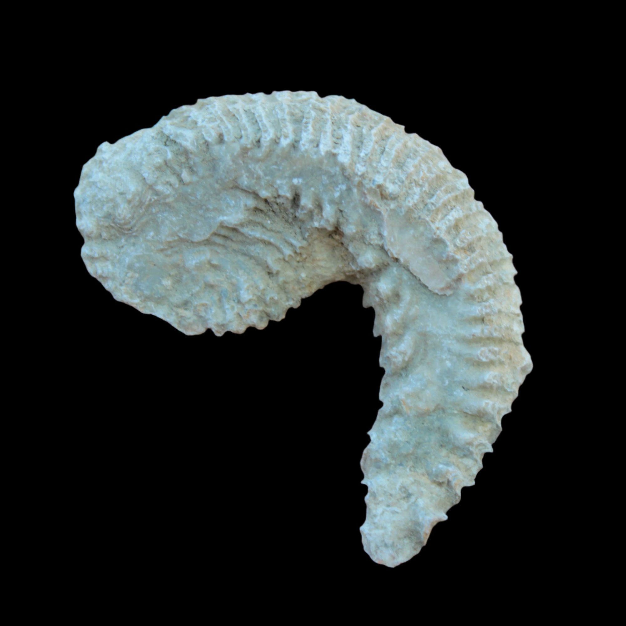 Zipper Oyster half from Madagascar 38g in sunlight - Rocks and Things Store