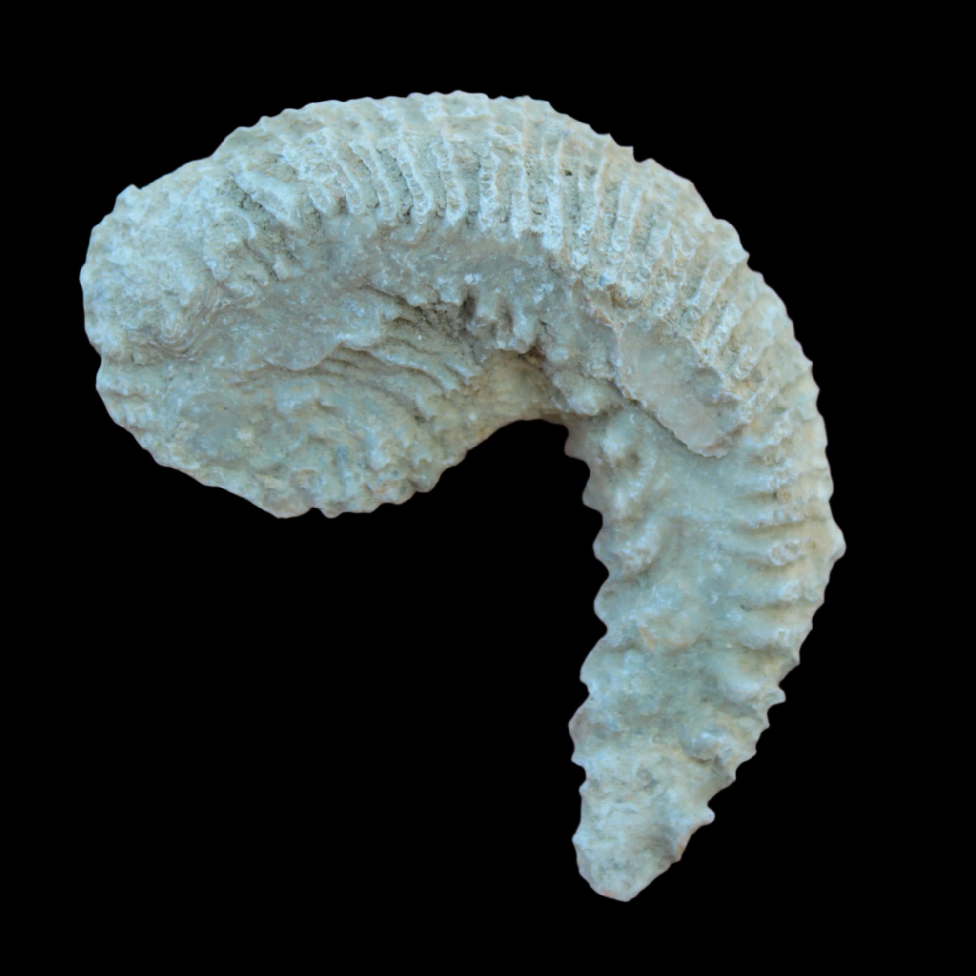 Zipper Oyster half from Madagascar 38g in sunlight - Rocks and Things Store