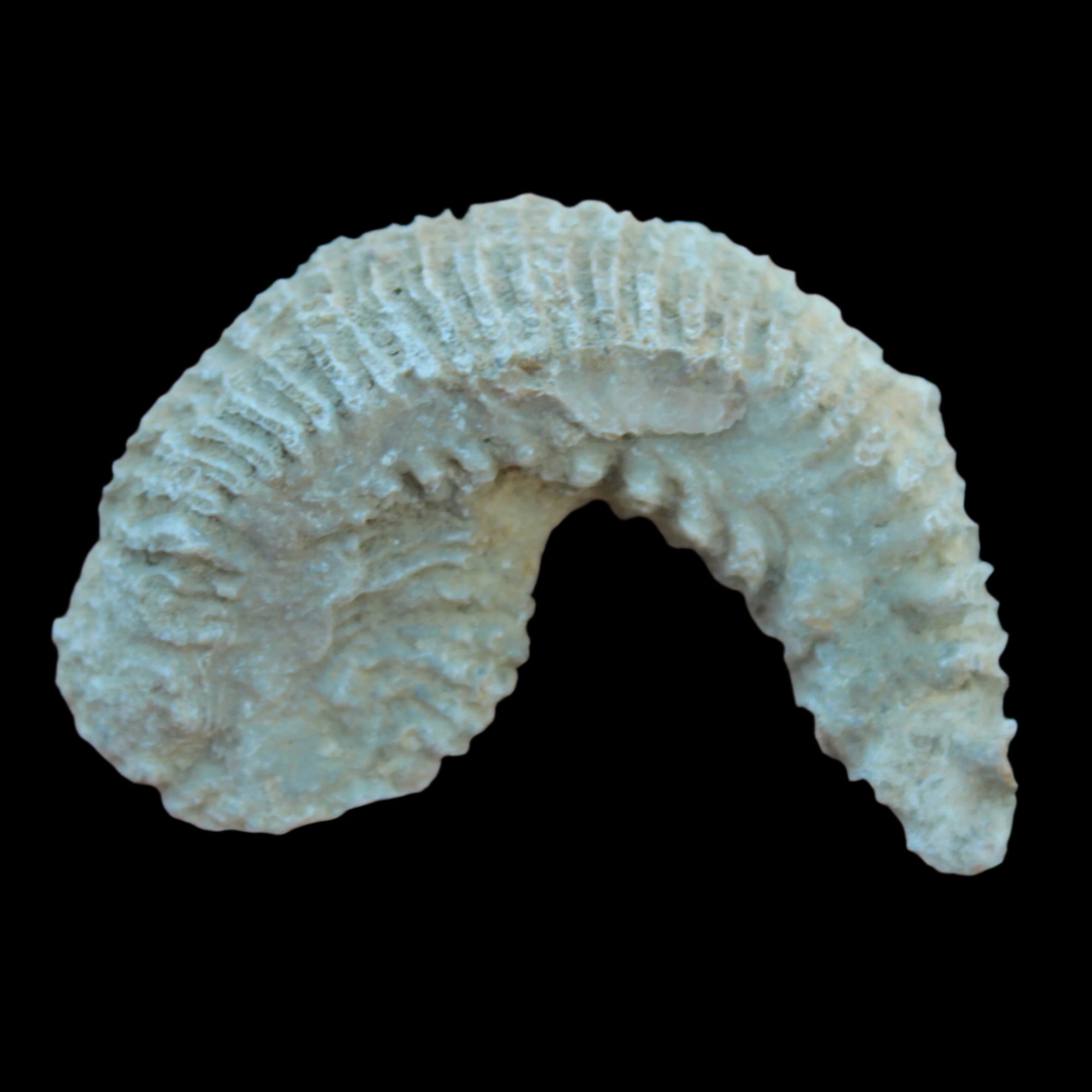 Zipper Oyster half from Madagascar 38g in sunlight - Rocks and Things Store
