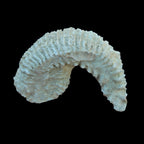 Zipper Oyster half from Madagascar 38g in sunlight - Rocks and Things Store