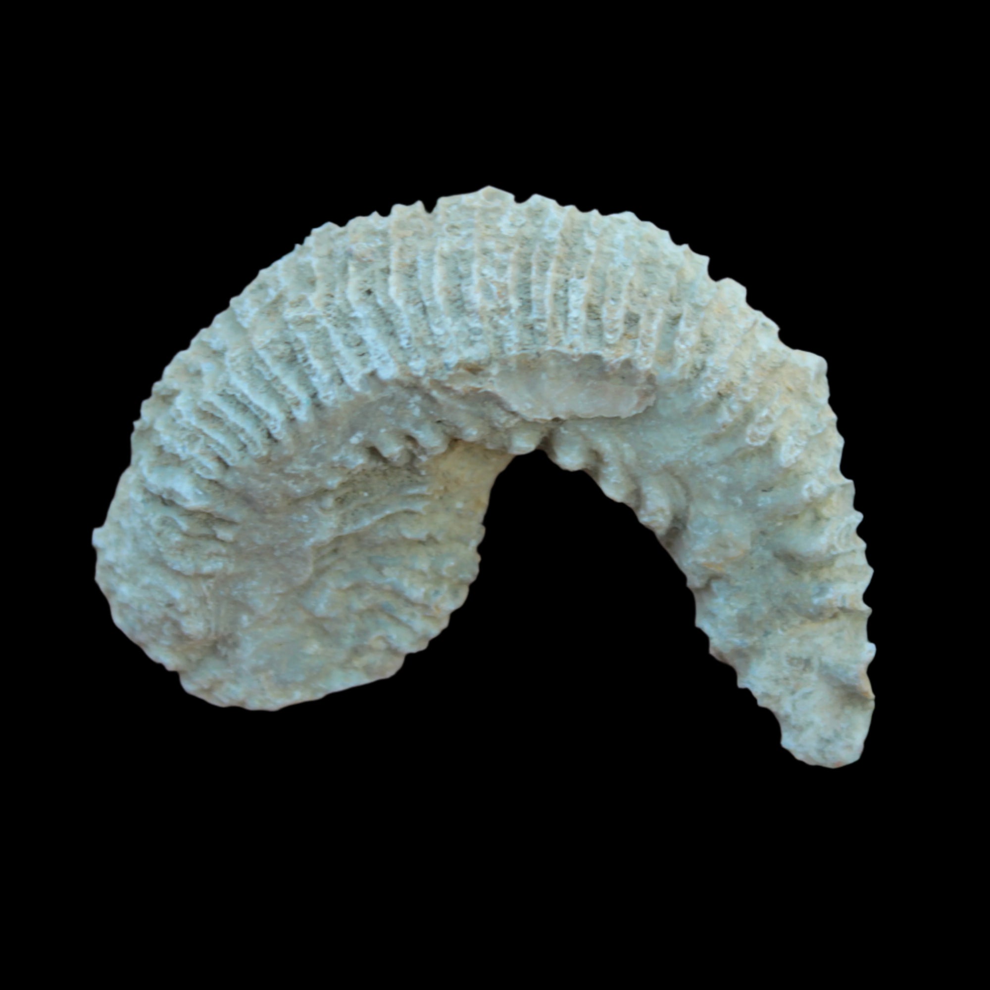 Zipper Oyster half from Madagascar 38g in sunlight - Rocks and Things Store
