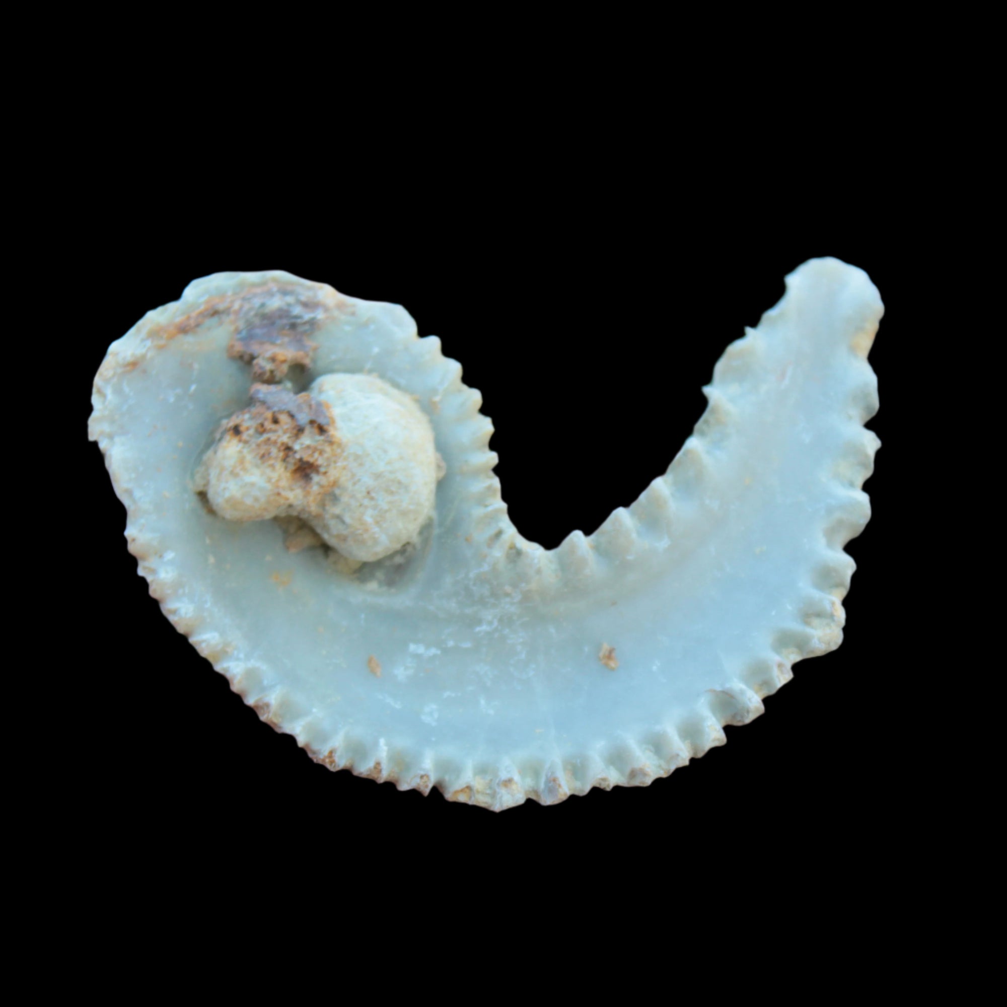 Zipper Oyster half from Madagascar 38g in sunlight - Rocks and Things Store