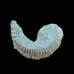 Zipper Oyster half from Madagascar 38g in sunlight - Rocks and Things Store