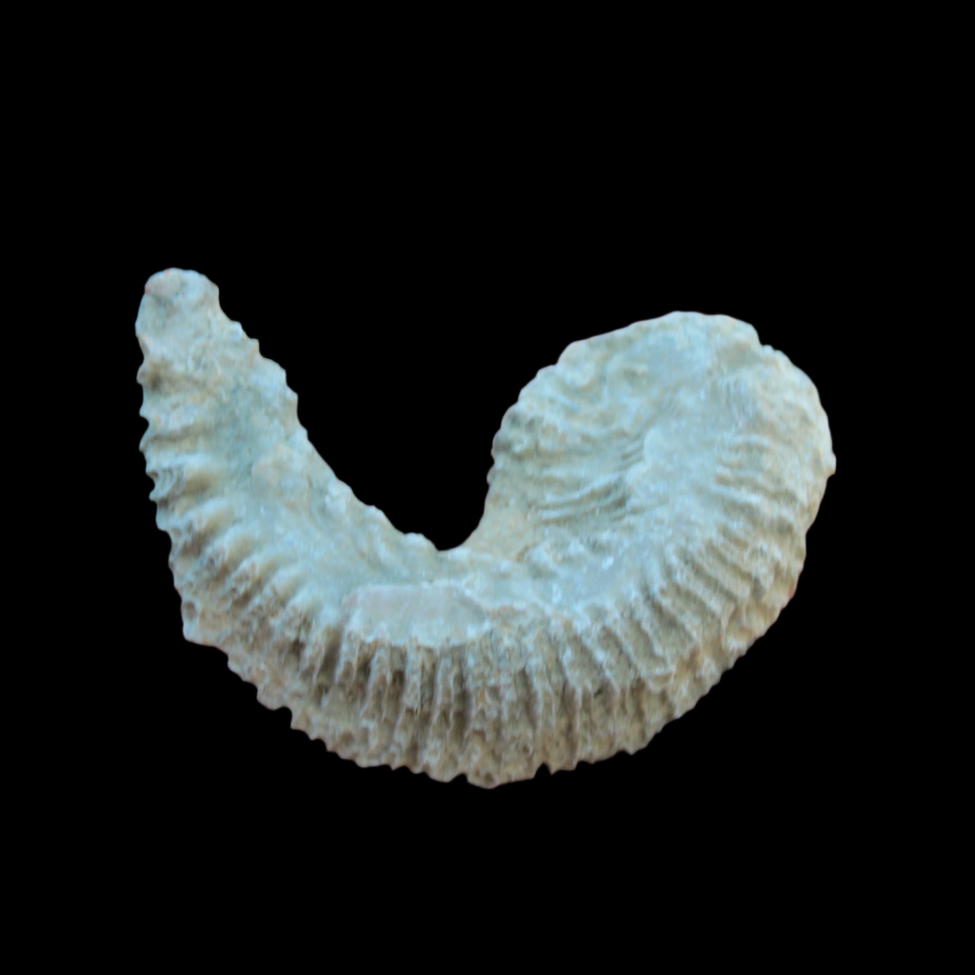 Zipper Oyster half from Madagascar 38g in sunlight - Rocks and Things Store