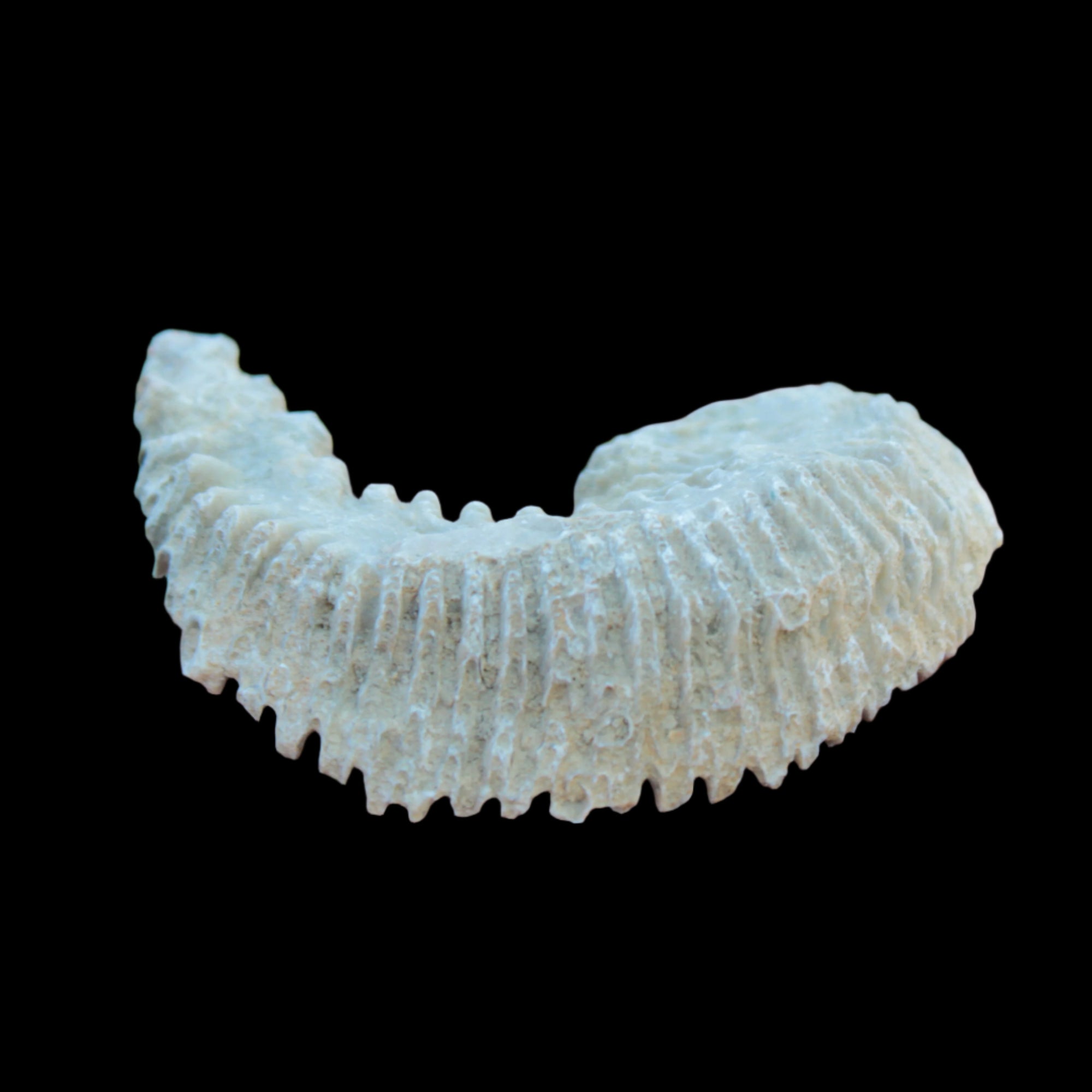 Zipper Oyster half from Madagascar 38g in sunlight - Rocks and Things Store
