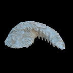 Zipper Oyster half from Madagascar 38g in sunlight - Rocks and Things Store
