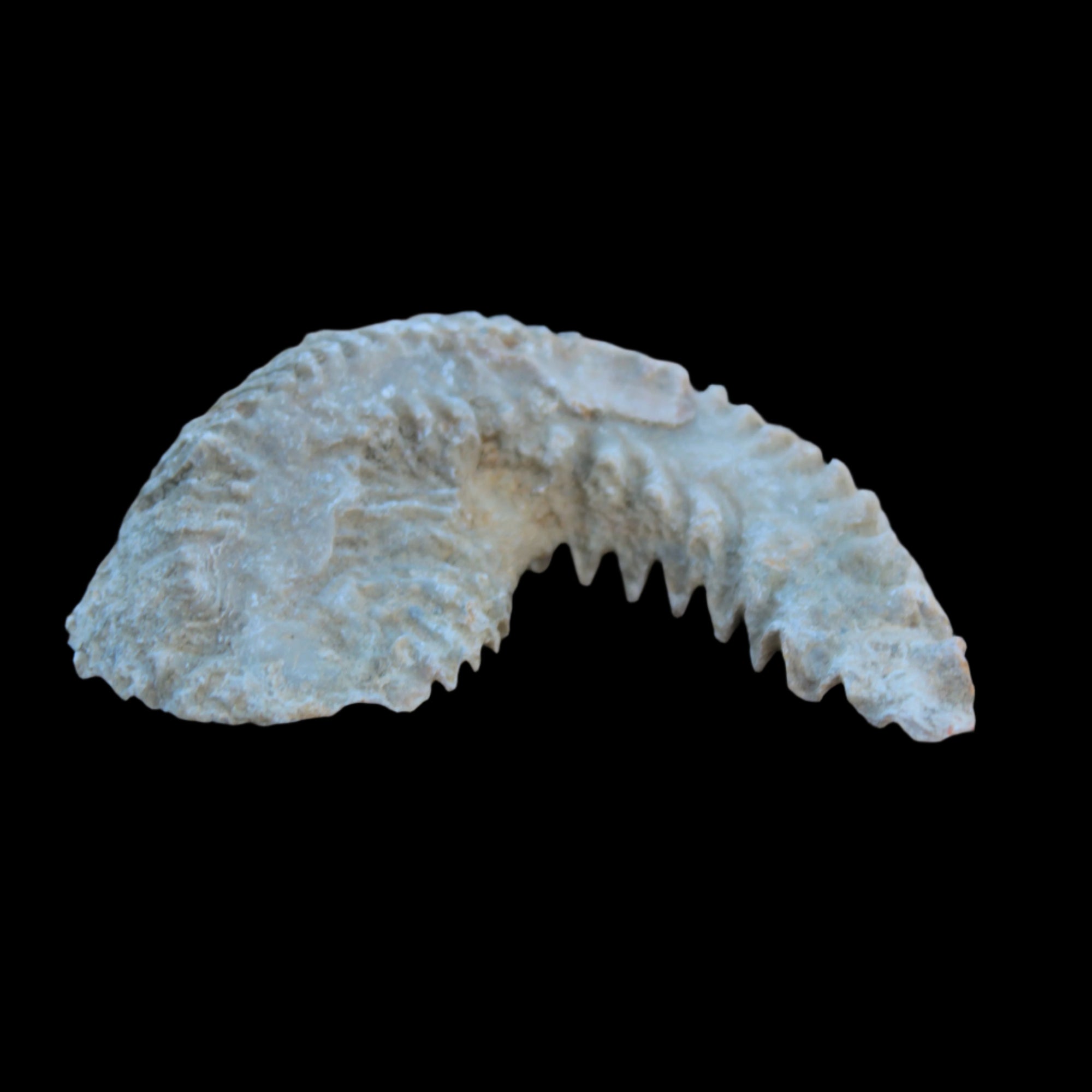Zipper Oyster half from Madagascar 38g in sunlight - Rocks and Things Store