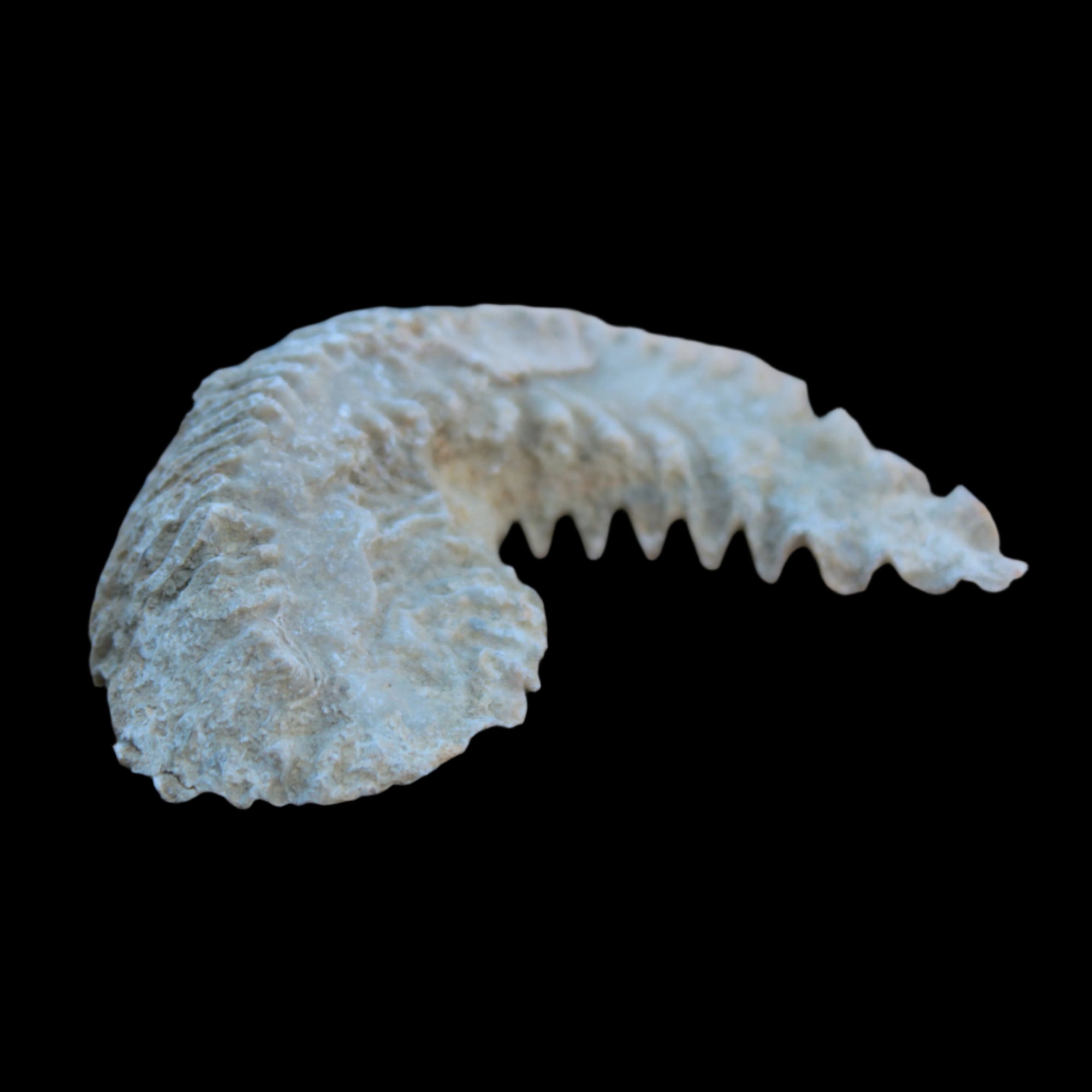 Zipper Oyster half from Madagascar 38g in sunlight - Rocks and Things Store