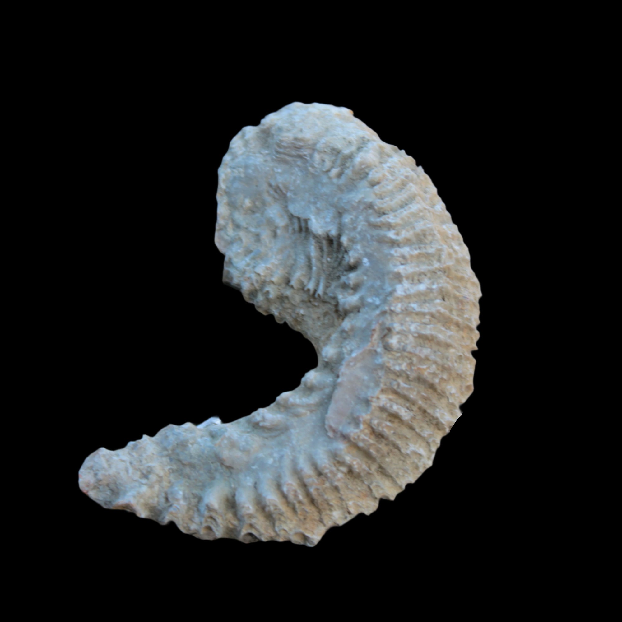 Zipper Oyster half from Madagascar 38g in sunlight - Rocks and Things Store