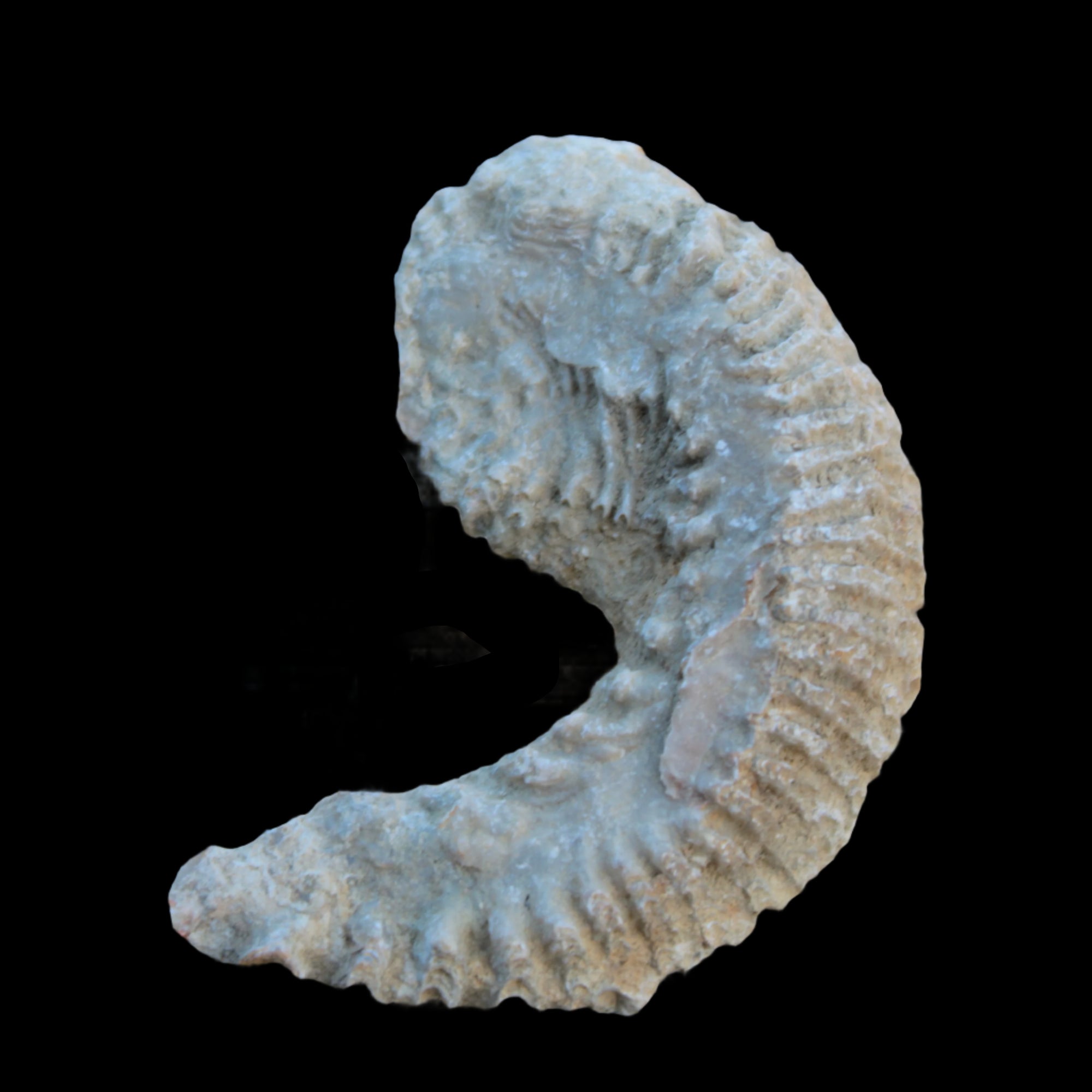 Zipper Oyster half from Madagascar 38g in sunlight - Rocks and Things Store