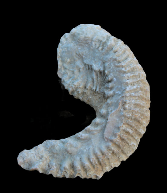 Zipper Oyster half from Madagascar 38g in sunlight - Rocks and Things Store