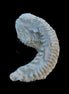 Zipper Oyster half from Madagascar 38g in sunlight - Rocks and Things Store
