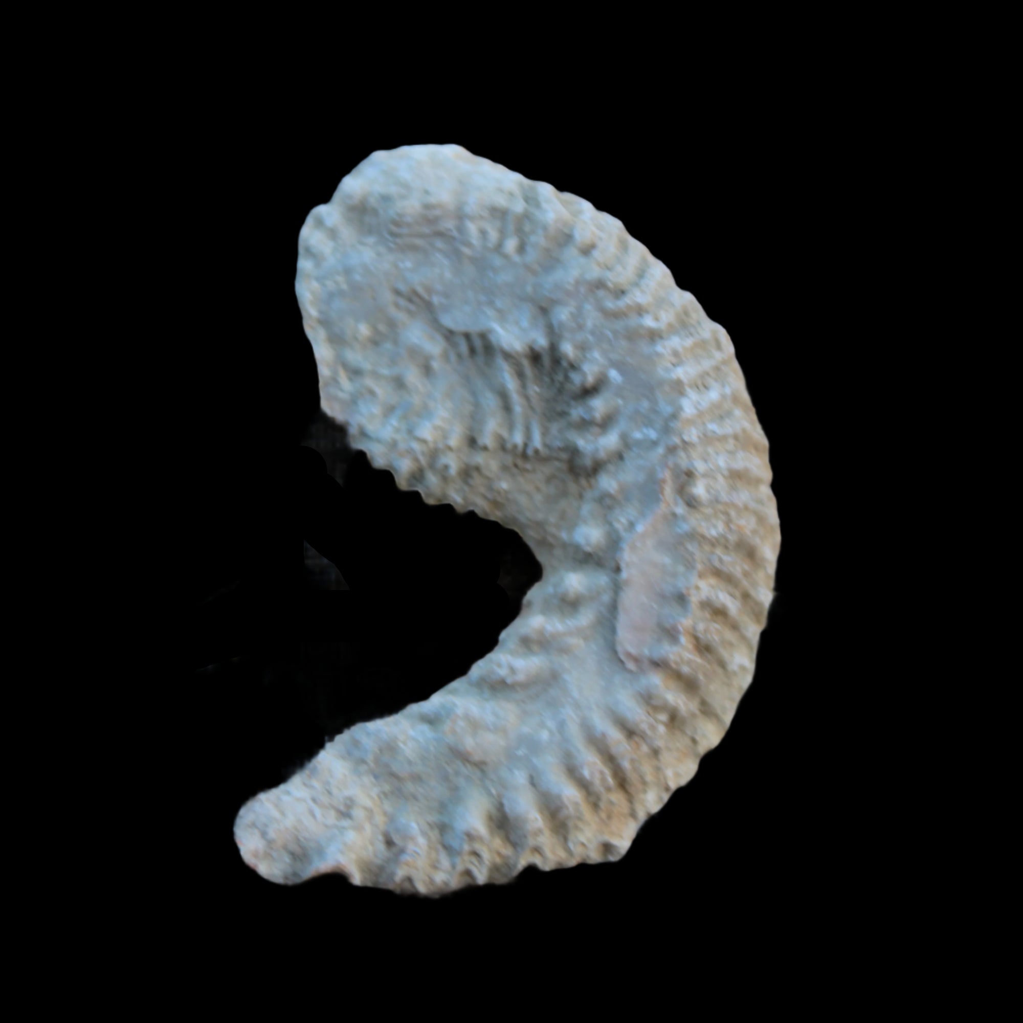 Zipper Oyster half from Madagascar 38g in sunlight - Rocks and Things Store