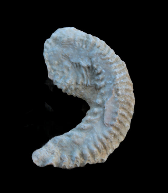 Zipper Oyster half from Madagascar 38g in sunlight - Rocks and Things Store