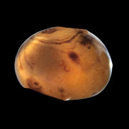 Crazy Silk Banded Agate from Madagascar 51g in sunlight - Rocks and Things Store