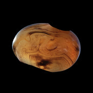 Crazy Silk Banded Agate from Madagascar 51g in sunlight - Rocks and Things Store