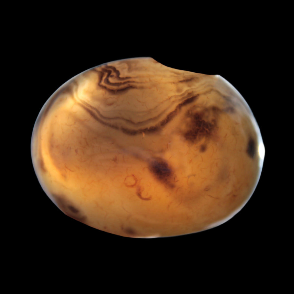 Crazy Silk Banded Agate from Madagascar 51g in sunlight - Rocks and Things Store