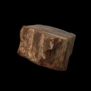 Petrified Wood slice 36g in dull sunlight - Rocks and Things Store