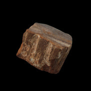 Petrified Wood slice 36g in dull sunlight - Rocks and Things Store