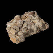 Crinoid specimen Cambrian 130g in sunlight - Rocks and Things Store