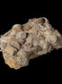 Crinoid specimen Cambrian 130g in sunlight - Rocks and Things Store