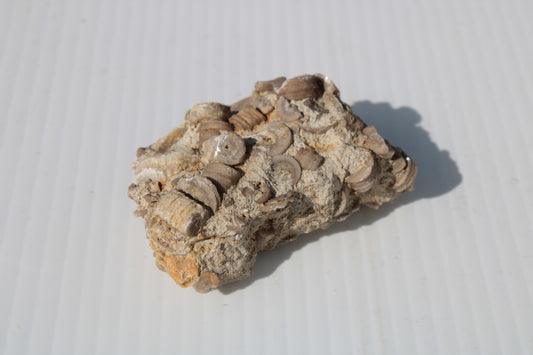 Crinoid specimen Cambrian 130g Rocks and Things