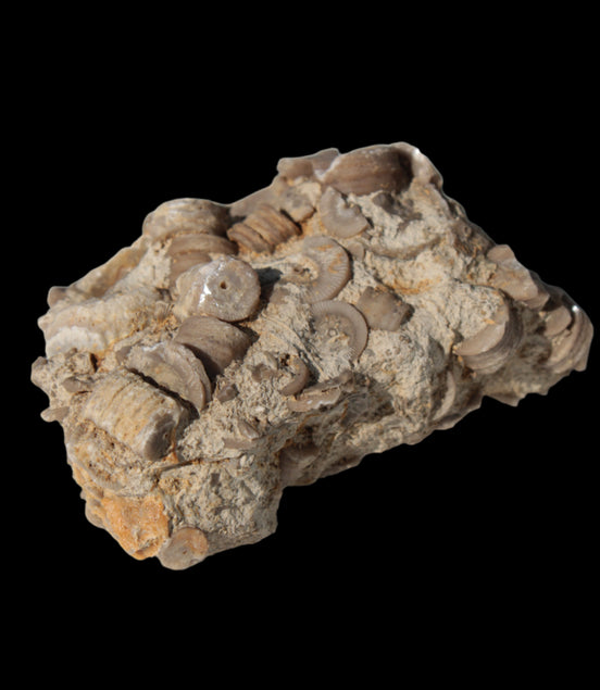 Crinoid specimen Cambrian 130g in sunlight - Rocks and Things Store