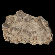 Crinoid specimen Cambrian 130g in sunlight - Rocks and Things Store