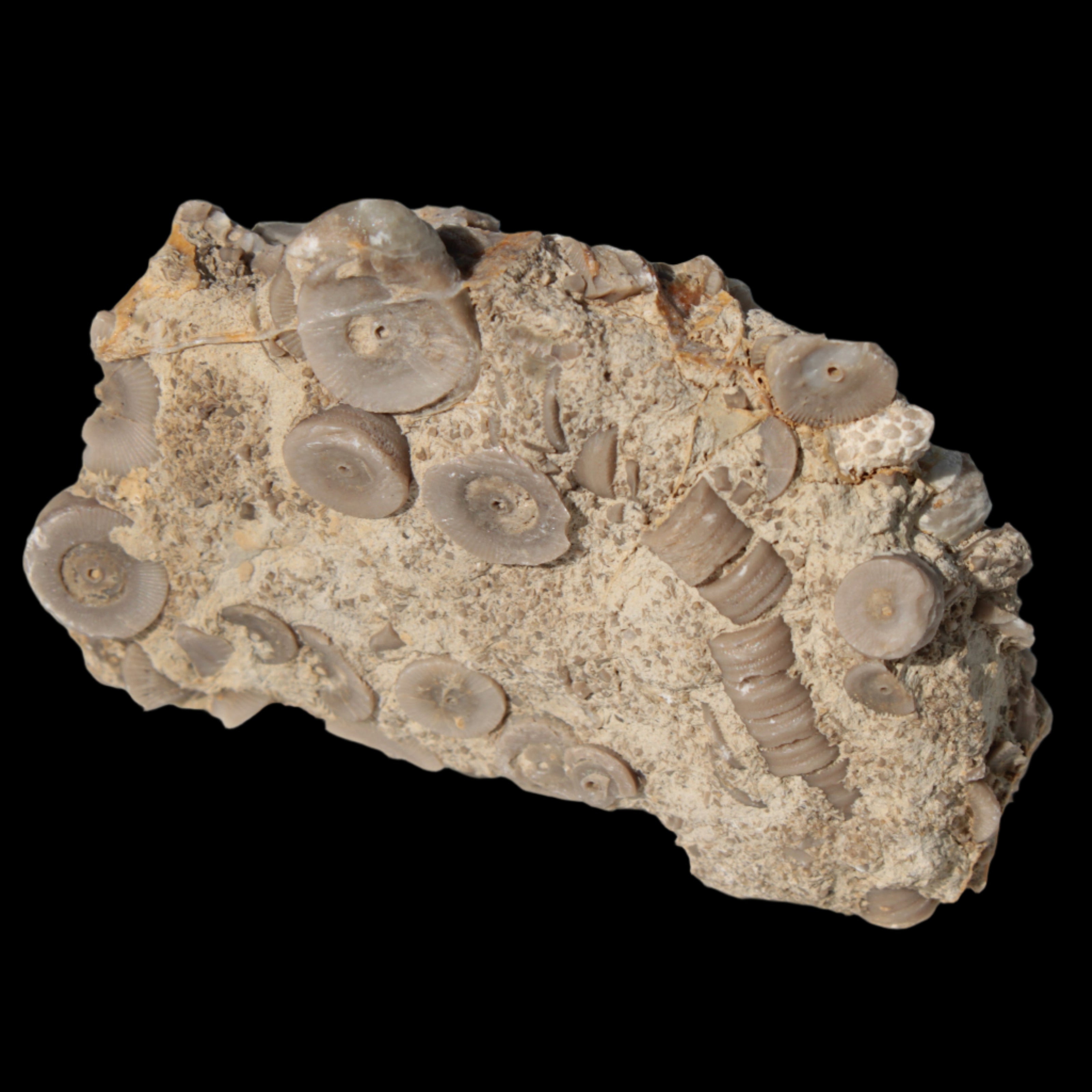 Crinoid specimen Cambrian 130g in sunlight - Rocks and Things Store