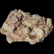 Crinoid specimen Cambrian 130g in sunlight - Rocks and Things Store