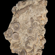 Crinoid specimen Cambrian 130g in sunlight - Rocks and Things Store