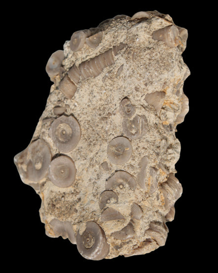 Crinoid specimen Cambrian 130g in sunlight - Rocks and Things Store