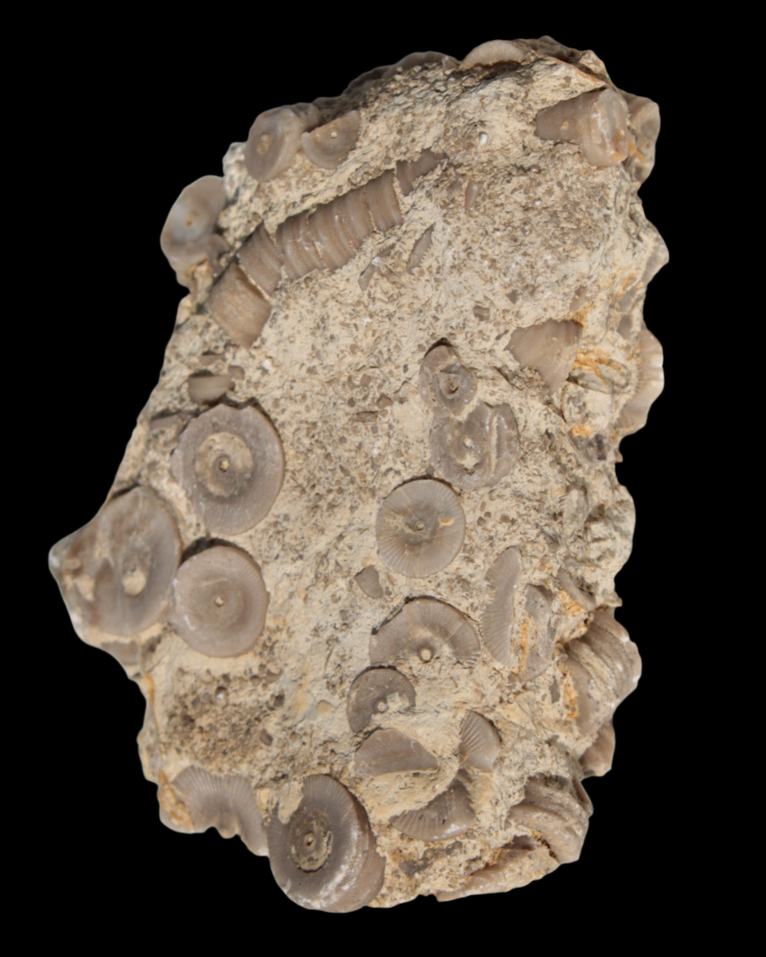 Crinoid specimen Cambrian 130g in sunlight - Rocks and Things Store