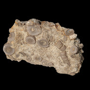 Crinoid specimen Cambrian 130g in sunlight - Rocks and Things Store