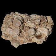 Crinoid specimen Cambrian 130g in sunlight - Rocks and Things Store