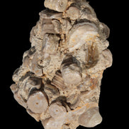 Crinoid specimen Cambrian 130g in sunlight - Rocks and Things Store