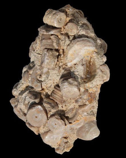 Crinoid specimen Cambrian 130g in sunlight - Rocks and Things Store