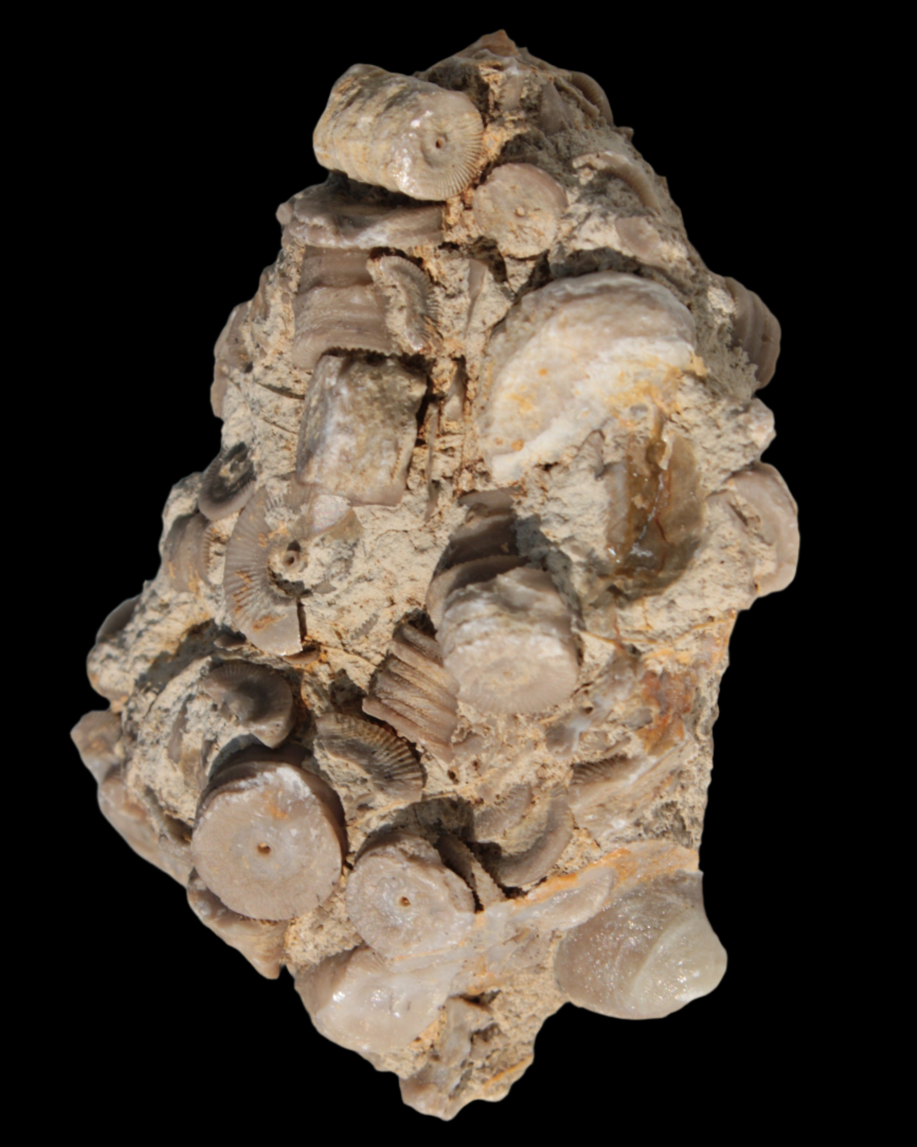 Crinoid specimen Cambrian 130g in sunlight - Rocks and Things Store