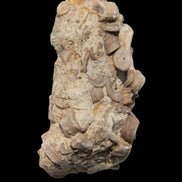 Crinoid specimen Cambrian 130g Rocks and Things