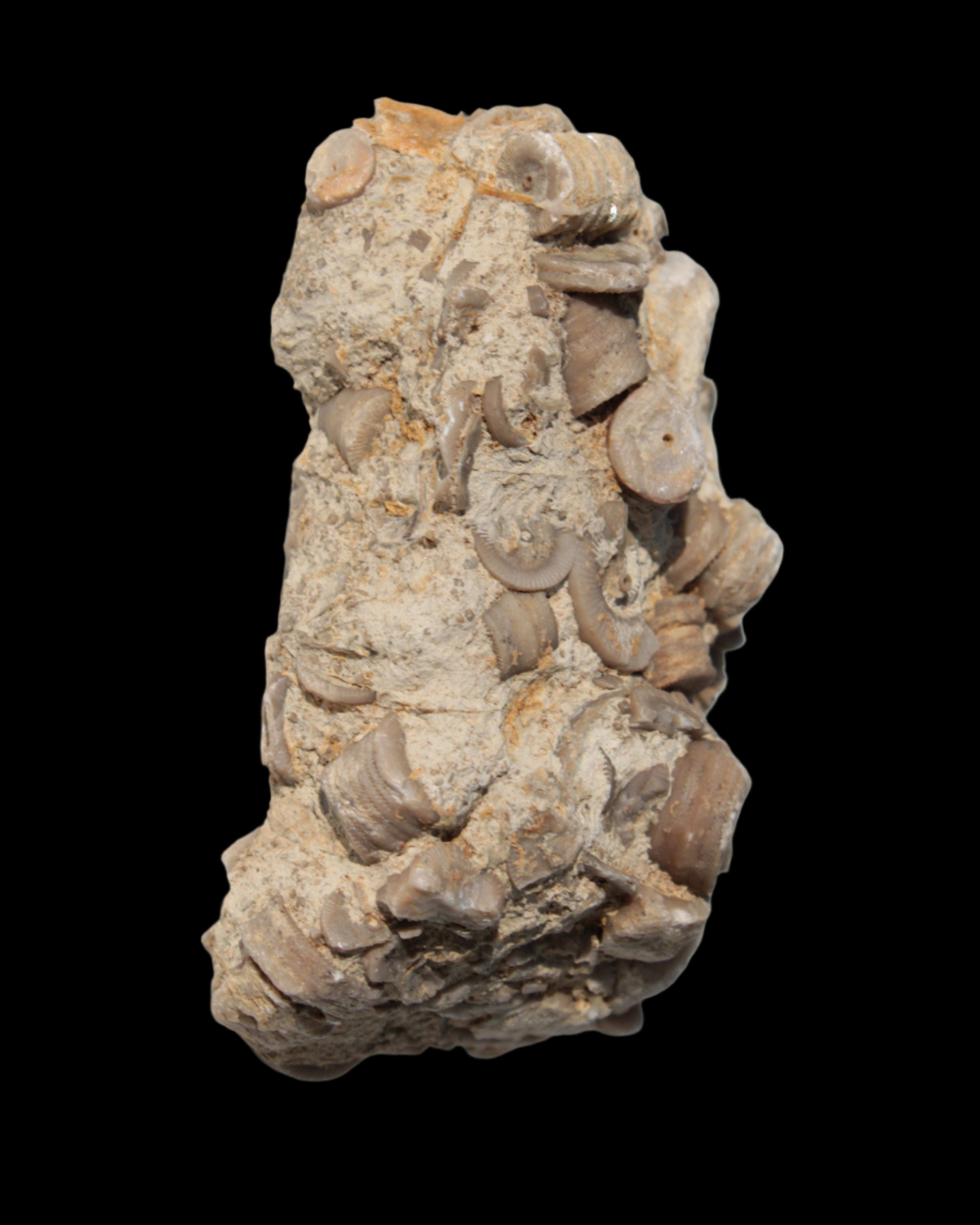 Crinoid specimen Cambrian 130g Rocks and Things