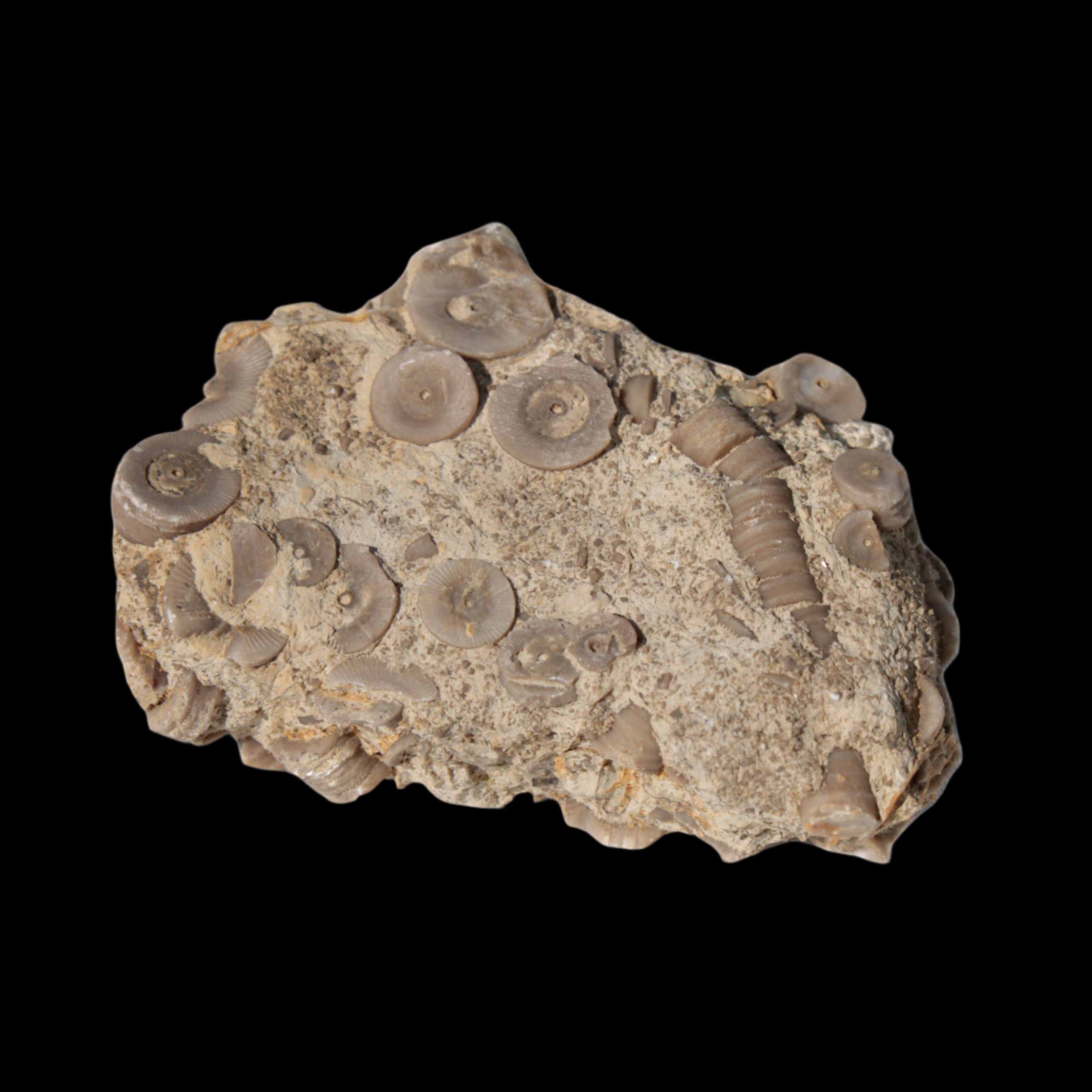 Crinoid specimen Cambrian 130g in sunlight - Rocks and Things Store
